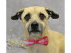 Benji, Terrier (unknown Type, Small) For Adoption In Evans, Colorado