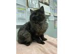 Blacky, Domestic Longhair For Adoption In Cornwall, Ontario