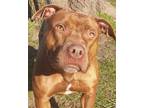 Champagne, American Pit Bull Terrier For Adoption In Blackwood, New Jersey