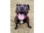 Zoey, American Pit Bull Terrier For Adoption In Blackwood, New Jersey