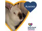 Almond, Californian For Adoption In Corvallis, Oregon