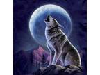 Wolf And Moon Cross Stitch Pattern***L@@K***$2.95
