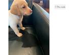 Labrador Retriever Puppy for sale in Corpus Christi, TX, USA