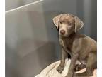 Labrador Retriever PUPPY FOR SALE ADN-580571 - AKC Silver Female Lab Pup