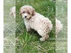 Poodle (Miniature) PUPPY FOR SALE ADN-580433 - Girl miniature poodle