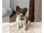 Chihuahua PUPPY FOR SALE ADN-579994 - Chihuahua puppy Long haired
