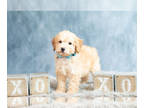 Poodle (Toy) PUPPY FOR SALE ADN-580512 - Adorable AKC Toy and Mini Poodle