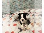 Boston Terrier PUPPY FOR SALE ADN-580560 - Beautiful Boston Terrier