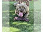 French Bulldog PUPPY FOR SALE ADN-580428 - Isabella male French bulldog