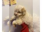 ShihPoo DOG FOR ADOPTION ADN-580543 - Lovable puppy