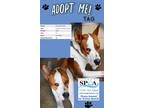 Adopt Tag a Tan/Yellow/Fawn Great Dane / Mixed dog in Niagara Falls