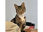 Adopt Laurel a Brown Tabby Domestic Shorthair / Mixed (short coat) cat in