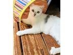 Adopt Pearl a White (Mostly) Domestic Shorthair / Mixed (short coat) cat in
