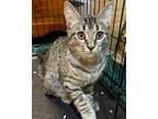 Adopt Castor a Gray, Blue or Silver Tabby Domestic Shorthair / Mixed (short