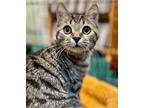 Adopt Pollux a Gray, Blue or Silver Tabby Domestic Shorthair / Mixed (short