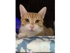Adopt Matcha KITTEN RM a Orange or Red Tabby Domestic Shorthair / Mixed (short
