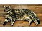 Adopt Tera a Spotted Tabby/Leopard Spotted American Wirehair / Mixed cat in