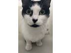 Adopt Daisy a Domestic Shorthair / Mixed cat in Houston, TX (37724689)