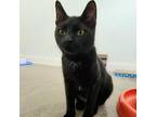 Adopt Halle a All Black Domestic Shorthair / Mixed cat in Rock Falls
