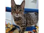 Adopt Clawdia a Brown or Chocolate Domestic Shorthair / Mixed cat in Rock Falls