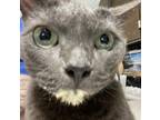 Adopt Furiosa a Domestic Shorthair / Mixed cat in Houston, TX (37724767)