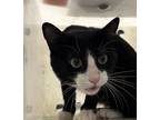 Adopt Nicolas a Domestic Shorthair / Mixed (short coat) cat in Houston