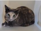 Adopt Roxie a Domestic Shorthair / Mixed cat in Houston, TX (37724723)