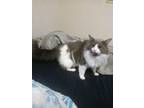 Adopt Juno a Gray or Blue (Mostly) Domestic Longhair / Mixed (long coat) cat in