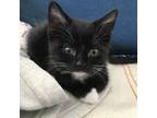 Adopt Camila a All Black Domestic Shorthair / Mixed cat in New York