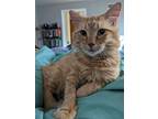 Adopt Baby Boi a Orange or Red Domestic Shorthair / Mixed cat in Wichita