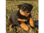 Mammoth Rottweiler Puppies For Sale
