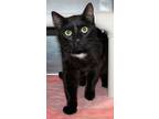 Adopt Dorian a All Black Bombay / Domestic Shorthair / Mixed cat in