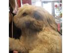 Adopt Stella a White Havanese / Shih Tzu / Mixed dog in Boulder, CO (37724297)