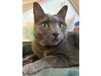 Adopt Sebi a Gray or Blue Chartreux / Mixed (short coat) cat in Jersey City