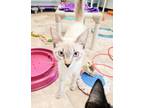 Adopt Kitten 23905 (Sasha) a Siamese (short coat) cat in Parlier, CA (37719479)