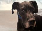 Adopt Boomer a Black Great Dane / Mixed dog in Golden Valley, MN (37724184)