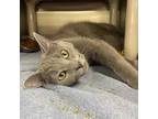Adopt Rainy a Gray or Blue Domestic Shorthair / Domestic Shorthair / Mixed cat