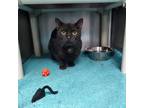 Adopt Raisin a All Black Domestic Mediumhair / Domestic Shorthair / Mixed cat in