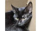 Adopt Siren a All Black Domestic Mediumhair / Domestic Shorthair / Mixed cat in