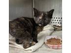 Adopt Michelle a All Black Domestic Shorthair / Domestic Shorthair / Mixed cat