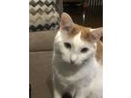 Adopt Levi a Orange or Red Tabby Domestic Shorthair / Mixed (short coat) cat in