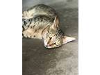 Adopt Tervis a Spotted Tabby/Leopard Spotted Exotic / Mixed (short coat) cat in