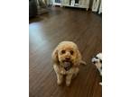Adopt Remy a Red/Golden/Orange/Chestnut Goldendoodle / Mixed dog in Moore