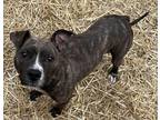 Adopt 276 a Brindle - with White Pit Bull Terrier / Mixed dog in Bloomfield