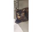 Adopt 2023-03-208 a Domestic Shorthair / Mixed (short coat) cat in Winder