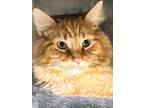 Adopt *Weasley a Orange or Red Tabby Domestic Longhair (long coat) cat in Sioux