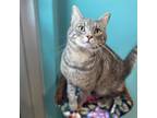 Adopt Kevin a Gray or Blue Domestic Shorthair / Domestic Shorthair / Mixed cat