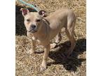 Adopt 285 a Tricolor (Tan/Brown & Black & White) Boxer / Pit Bull Terrier /