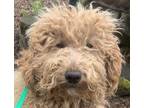 Adopt PA Lucy mini Goldendoodle a Tan/Yellow/Fawn Goldendoodle dog in Mishawaka