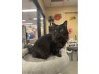 Adopt Ace a All Black Domestic Mediumhair (medium coat) cat in Kennesaw